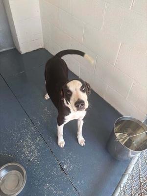 A black and white dog standing on a blue floor with a metal bowl and a water bowl nearby.