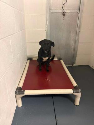 Weasel 0235, Jack Russell Terrier, adult, available for adoption