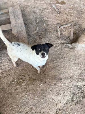 A black and white dog standing on a dirt ground, looking up at the camera.