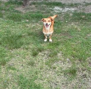 A brown and white dog standing on a grassy field, looking up with its mouth open and tongue out.