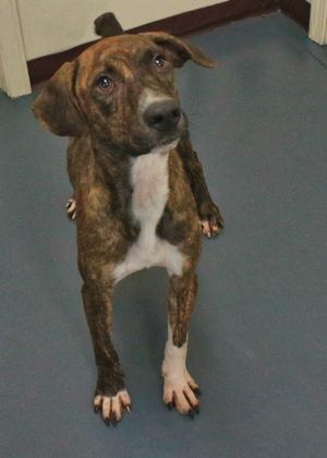 A brindle and white dog standing on a blue floor, looking up with its ears perked and front paws slightly raised.