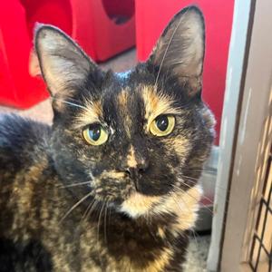 Dapple, adult, available for adoption