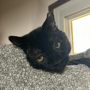 Filbert [and Jem], adult, available for adoption