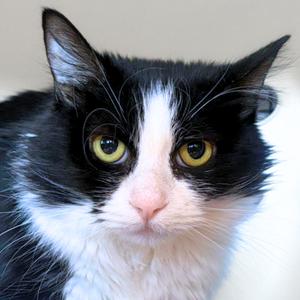 Ambrosia, adult, available for adoption