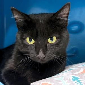 Aloy, young, available for adoption