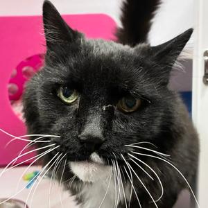 Cheii, senior, available for adoption