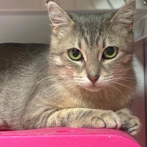Bambi, young, available for adoption