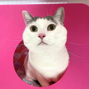 Frida, adult, available for adoption