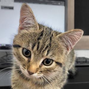Hazard, kitten, available for adoption