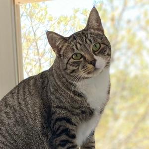 Chess, adult, available for adoption