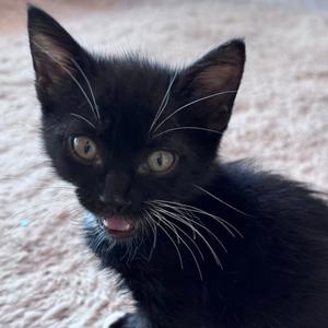 Almond [and Pecan], kitten, available for adoption