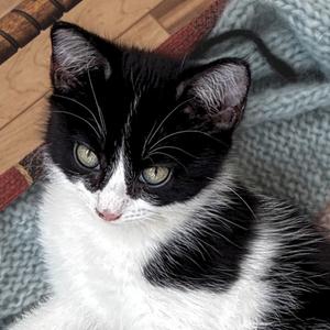 Anarchy, kitten, available for adoption