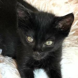 Amo, kitten, available for adoption