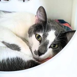 Corazon, adult, available for adoption