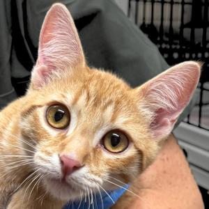 Chinotto, young, available for adoption