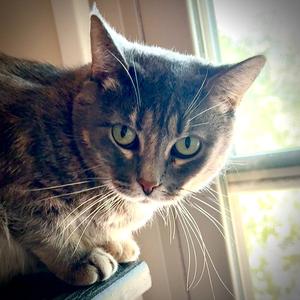 Freya, adult, available for adoption