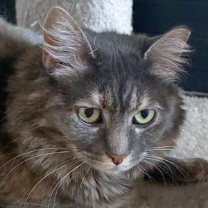A close-up of a gray cat with green eyes and long fur, looking directly at the camera.