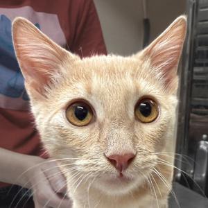 Biff, young, available for adoption