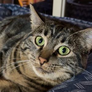Jem [and Filbert], adult, available for adoption