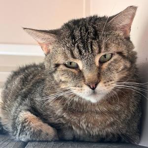 Asa, adult, available for adoption
