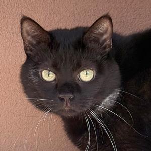 Dilly [Permanent Foster], adult, available for adoption