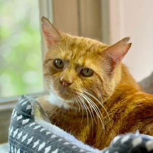 Carmelo, adult, available for adoption