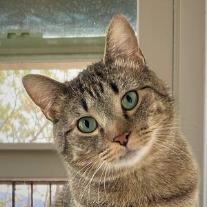 A close-up of a tabby cat with green eyes looking directly at the camera.