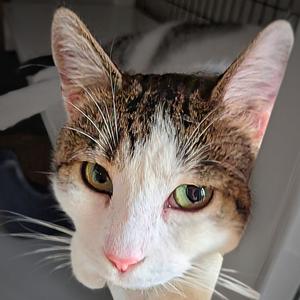 Genevieve, adult, available for adoption
