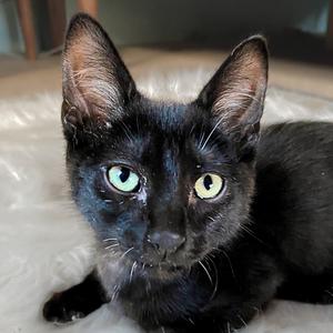 Grim, young, available for adoption