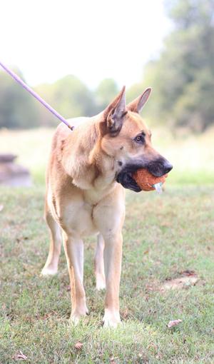 A German Shepherd dog holding a ball in its mouth while standing on grass.