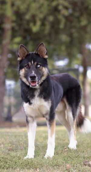 A black and white dog with brown markings standing on grass in a park.