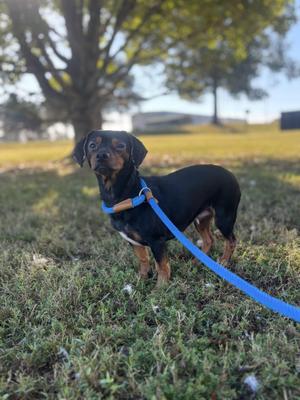 Lady Ryder, Dachshund / Chihuahua, adult, available for adoption
