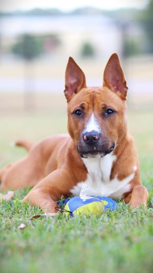 A brown and white dog lying on grass with a blue and yellow ball