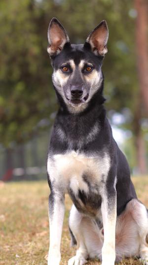 Flint, German Shepherd Dog, young, available for adoption