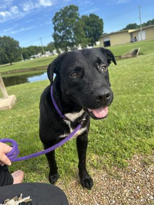 Bradford, Black Labrador Retriever / Pit Bull Terrier, young, available for adoption