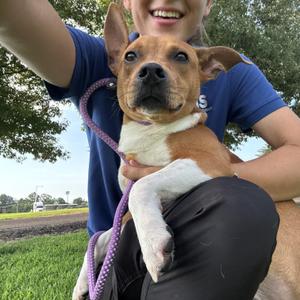 Maynard, Staffordshire Bull Terrier, puppy, available for adoption