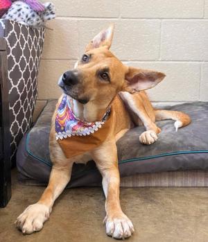Simone, German Shepherd Dog, adult, available for adoption