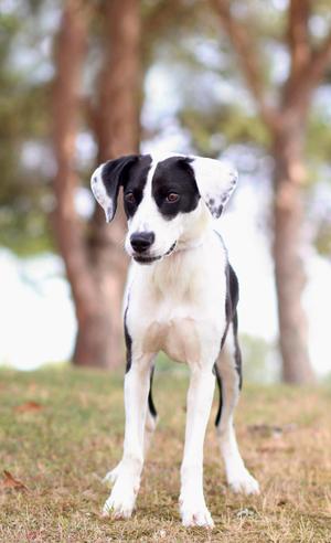 A black and white dog standing on grass with trees in the background.