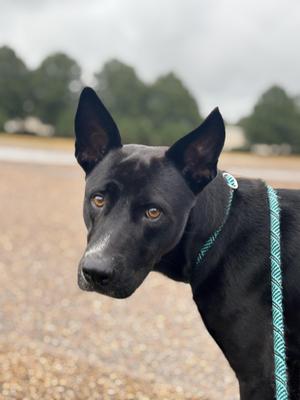 Nikki, Mixed Breed, young, available for adoption