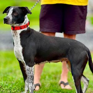 Dixie Rose, Mixed Breed (Medium), adult, available for adoption