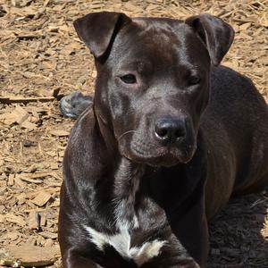 Brook (Coopers Corner), Pei, Shar, adult, available for adoption
