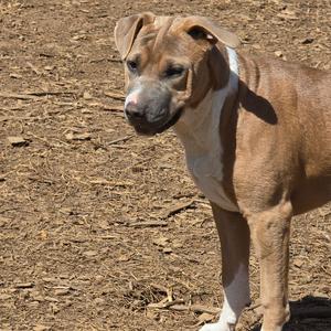 A light brown dog with white markings on its chest and a white patch on its neck looks off to the side. The dog is standing on a patch of dirt and wood chips.