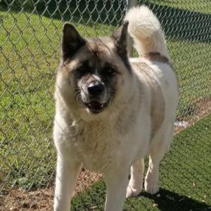 A fluffy white and brown dog standing in front of a chain-link fence.