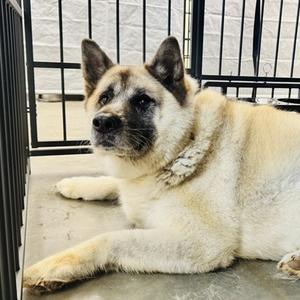 Gypsy, Akita, senior, available for adoption
