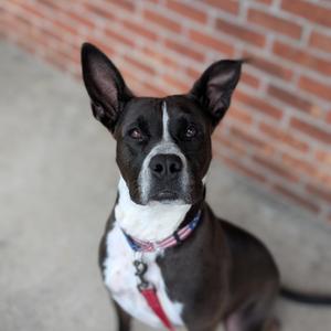 Keisha(BAS), Boxer, adult, available for adoption