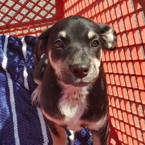 Bonnie(The B Litter), Mixed Breed (Medium), puppy, available for adoption