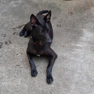 A black dog lying on a concrete surface