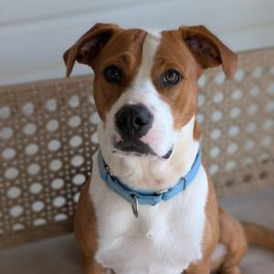 Lainey(BAS), Mixed Breed (Medium), adult, available for adoption