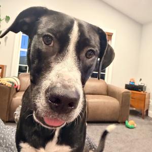 Buddy, Terrier, young, available for adoption