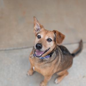 A happy brown dog with a blue collar, sitting on a concrete surface, looking up with its ears perked and tongue out.